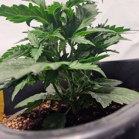 Haze Berry growlog timeline photo