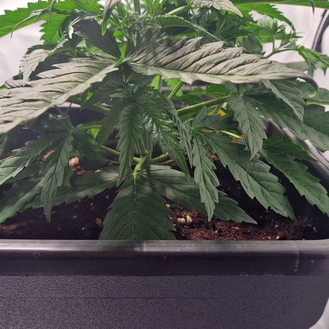 Haze Berry growlog timeline photo