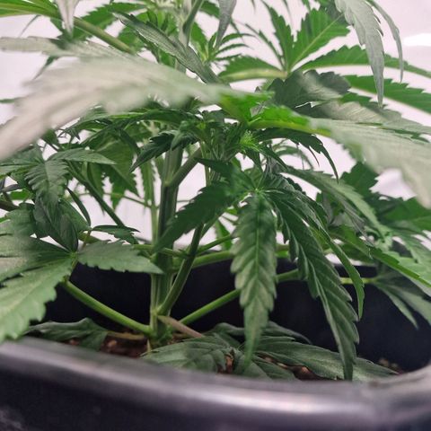 Haze Berry growlog timeline photo