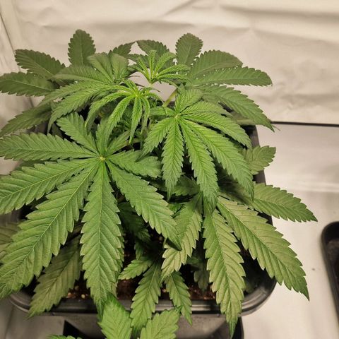 Haze Berry growlog timeline photo