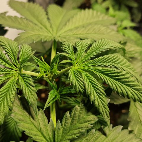 Haze Berry growlog timeline photo