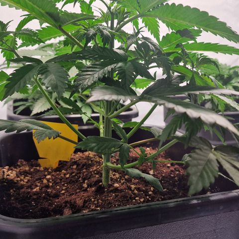 Haze Berry growlog timeline photo