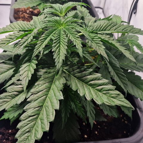 Haze Berry growlog timeline photo