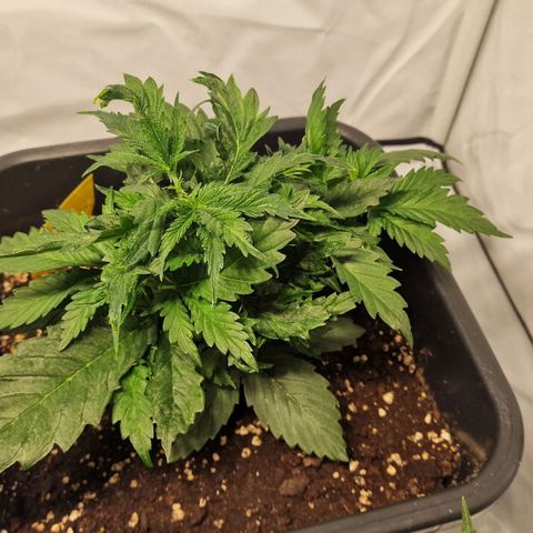 Haze Berry growlog timeline photo