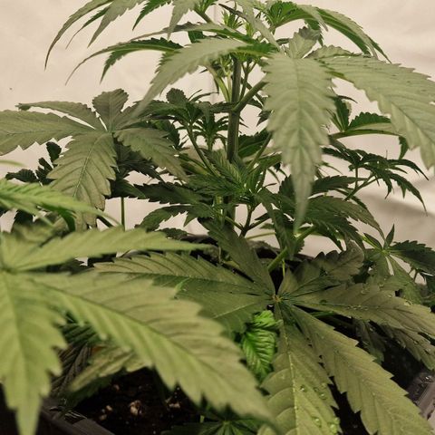 Haze Berry growlog timeline photo