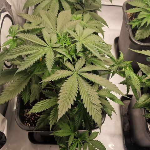 Haze Berry growlog timeline photo