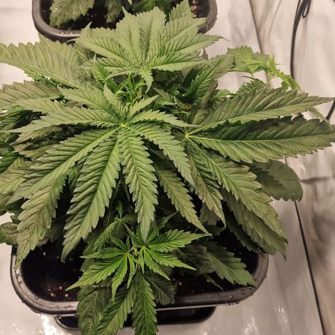 Haze Berry growlog timeline photo