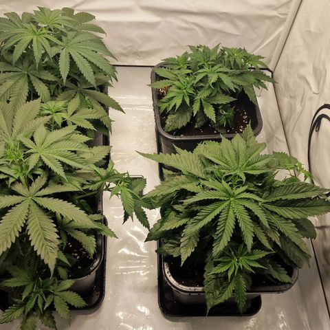 Haze Berry growlog timeline photo