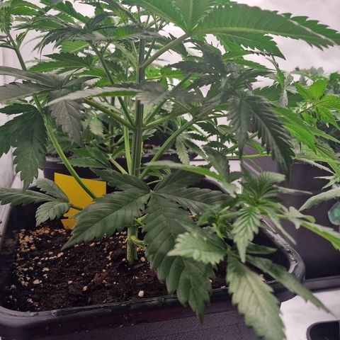 Haze Berry growlog timeline photo