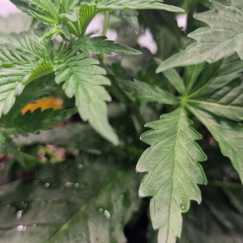 Haze Berry growlog timeline photo