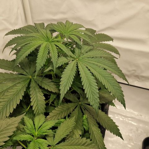 Haze Berry growlog timeline photo