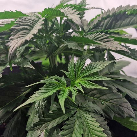 Haze Berry growlog timeline photo