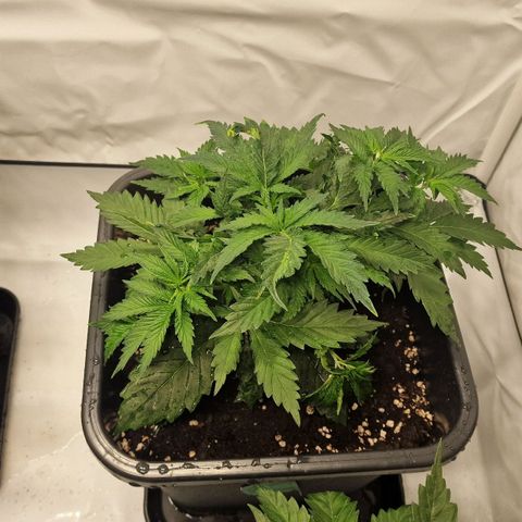 Haze Berry growlog timeline photo