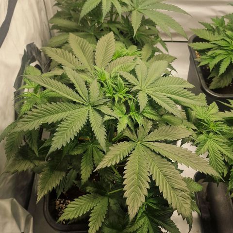 Haze Berry growlog timeline photo
