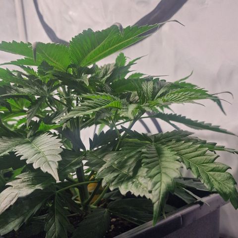 Haze Berry growlog timeline photo