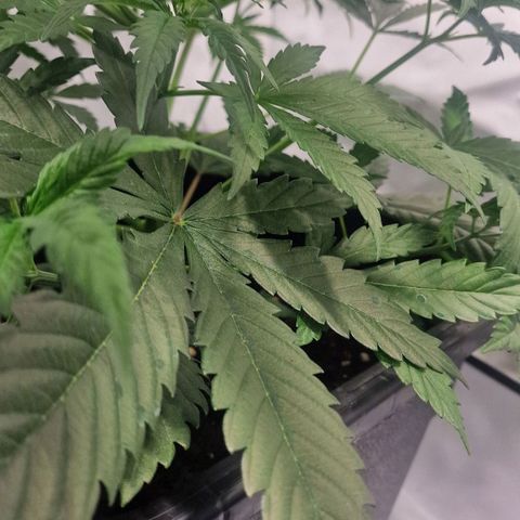 Haze Berry growlog timeline photo