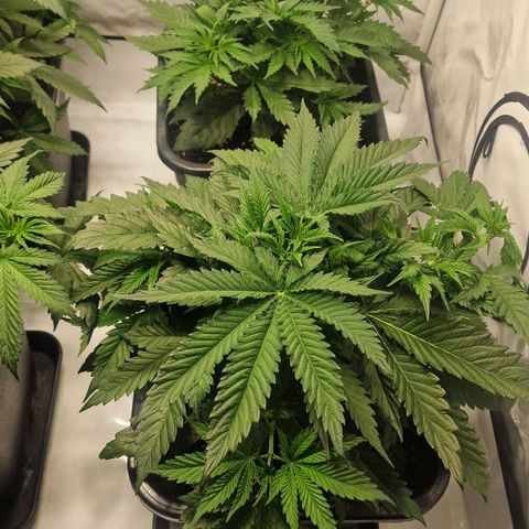 Haze Berry growlog timeline photo
