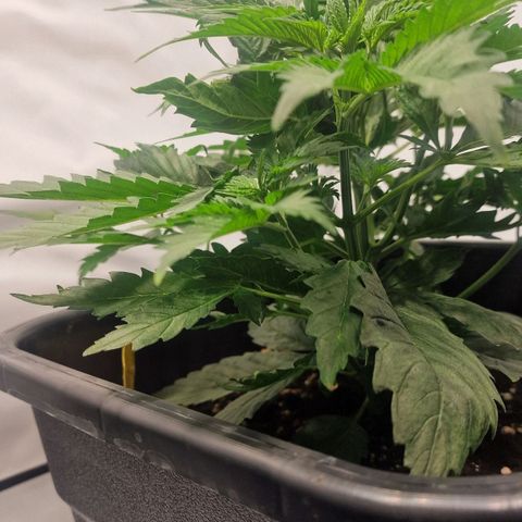Haze Berry growlog timeline photo