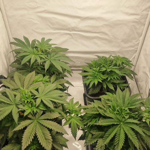 Haze Berry growlog timeline photo