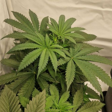 Haze Berry growlog timeline photo