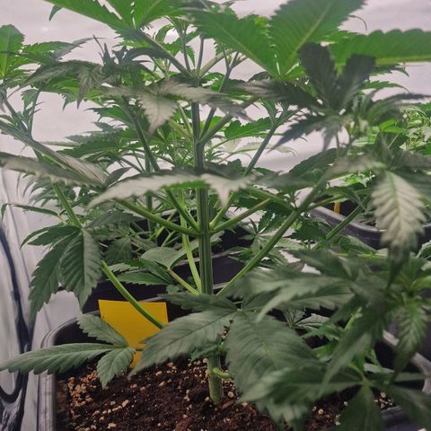 Haze Berry growlog timeline photo