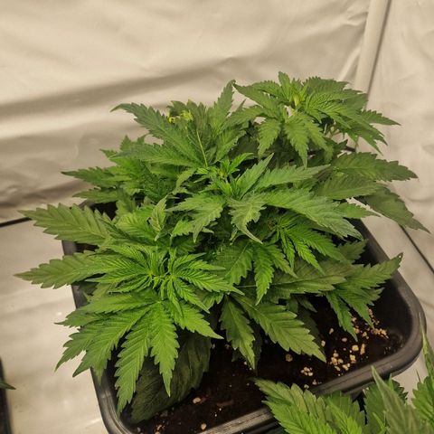 Haze Berry growlog timeline photo