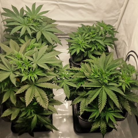 Haze Berry growlog timeline photo