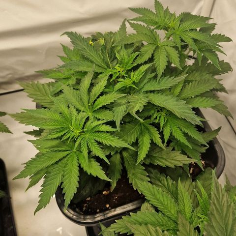 Haze Berry growlog timeline photo