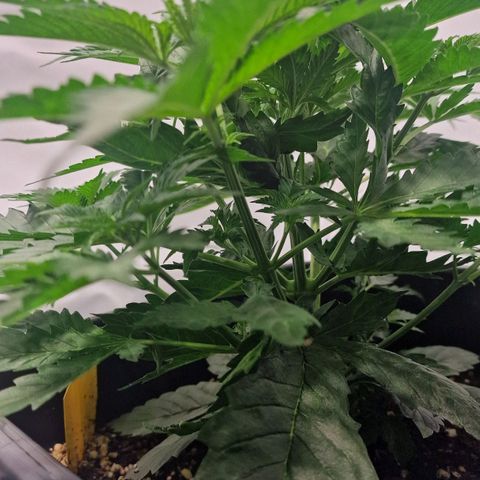 Haze Berry growlog timeline photo