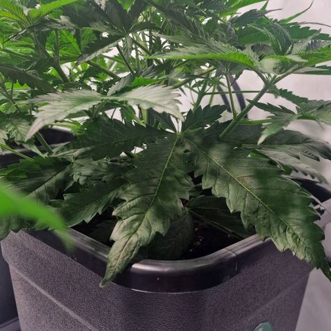 Haze Berry growlog timeline photo