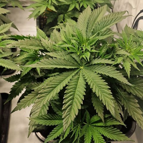 Haze Berry growlog timeline photo