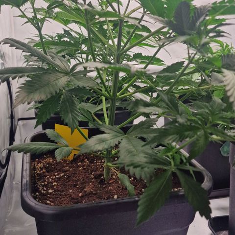 Haze Berry growlog timeline photo