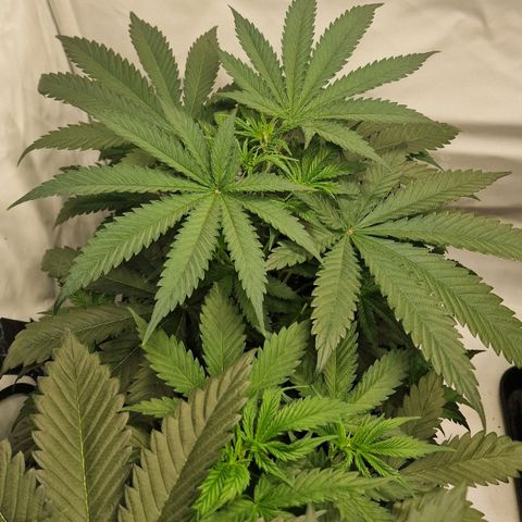 Haze Berry growlog timeline photo
