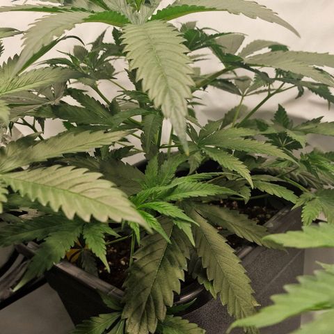 Haze Berry growlog timeline photo