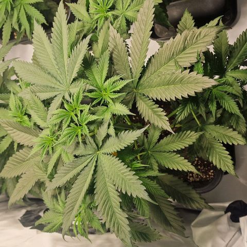 Haze Berry growlog timeline photo