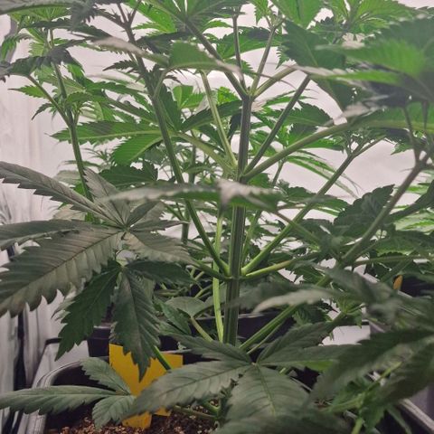 Haze Berry growlog timeline photo