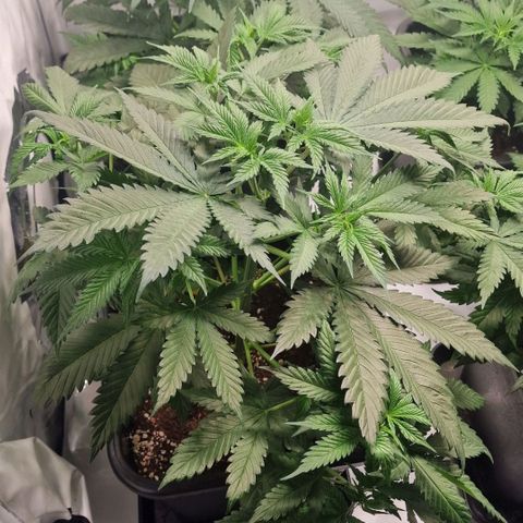 Haze Berry growlog timeline photo