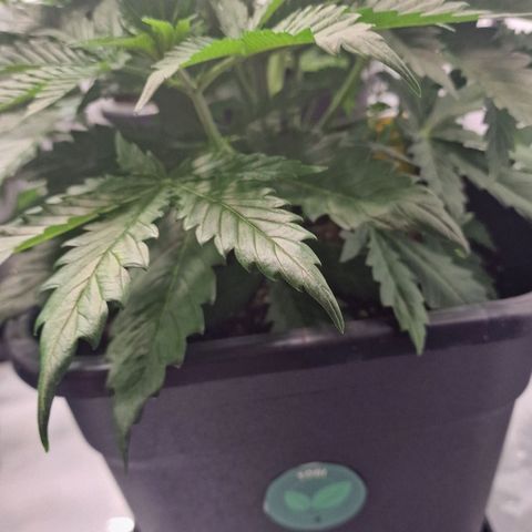 Haze Berry growlog timeline photo