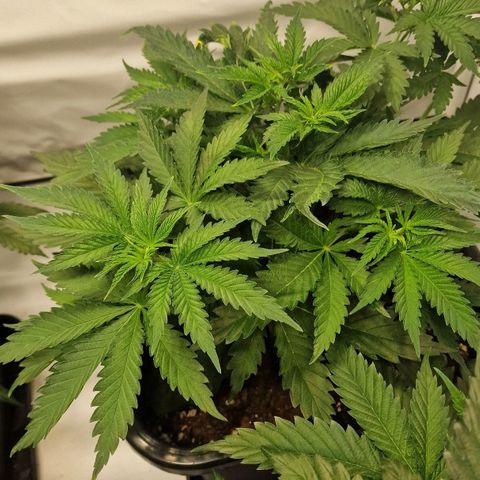 Haze Berry growlog timeline photo