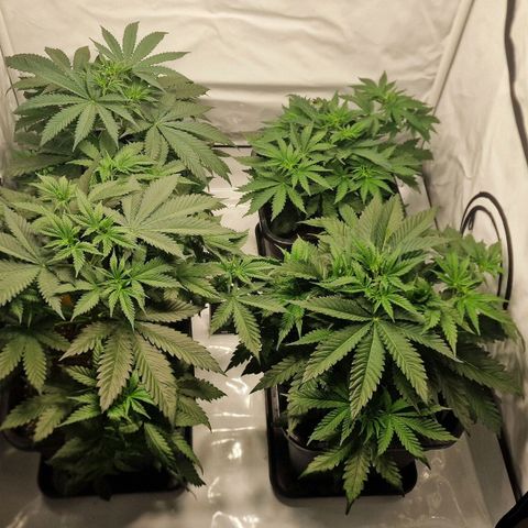 Haze Berry growlog timeline photo