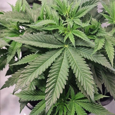 Haze Berry growlog timeline photo