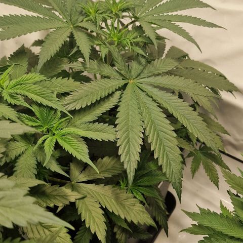 Haze Berry growlog timeline photo