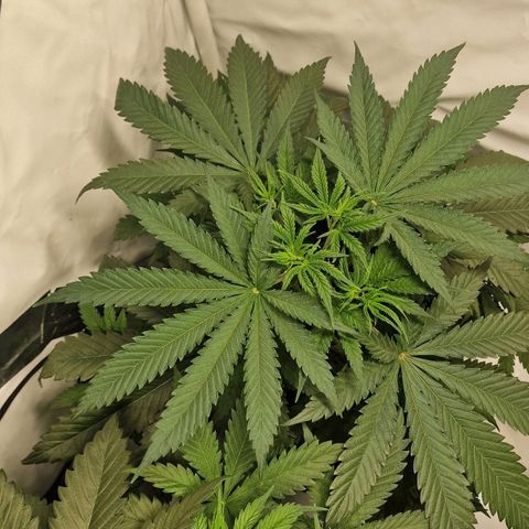 Haze Berry growlog timeline photo
