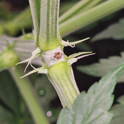 Haze Berry growlog timeline photo