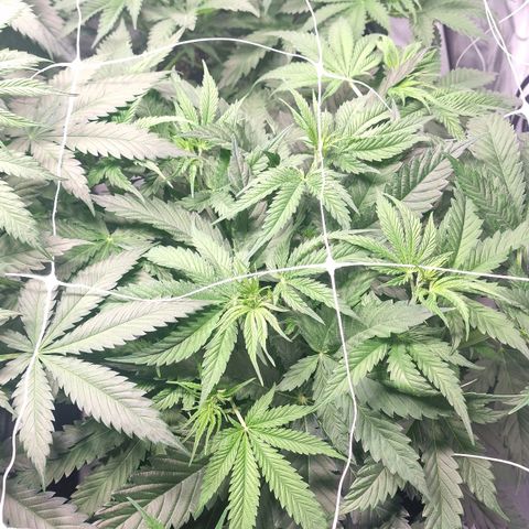 Haze Berry growlog timeline photo