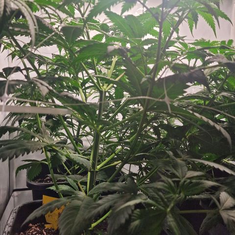 Haze Berry growlog timeline photo