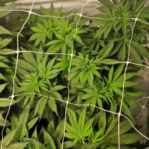 Haze Berry growlog timeline photo