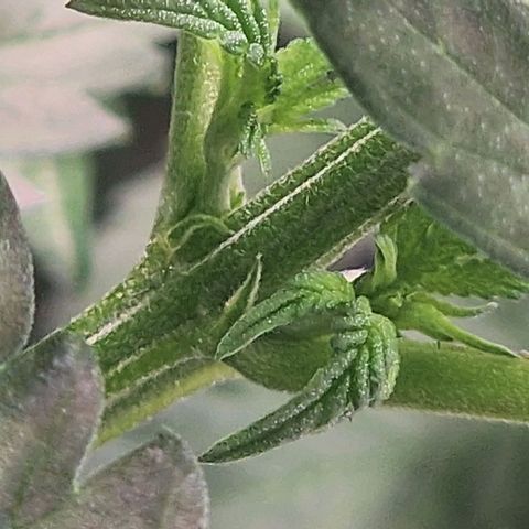 Haze Berry growlog timeline photo