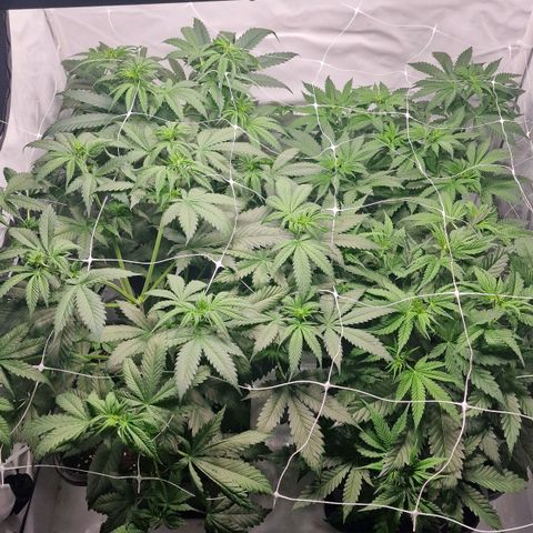 Haze Berry growlog timeline photo