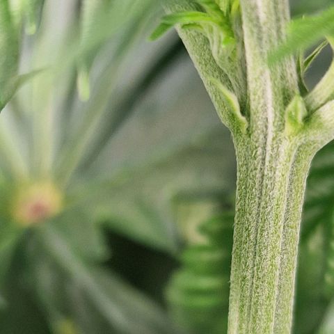 Haze Berry growlog timeline photo